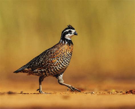 Bobwhite Quail (Colinus virginianus) – Life History and Biology