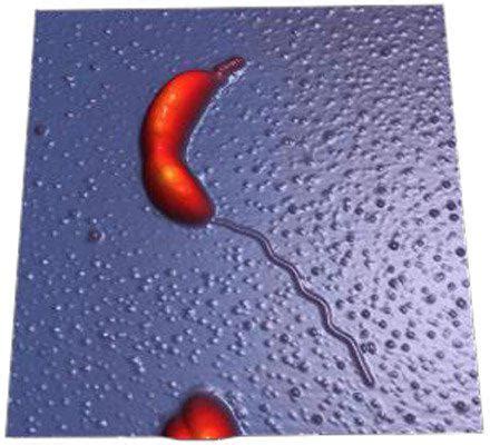 Bacterium Caulobacter crescentus - Asylum Research Learning Centre