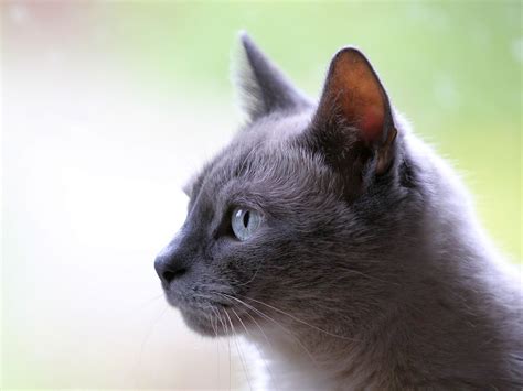 Cat Conjunctivitis | Learn Causes, Symptoms and Treatment