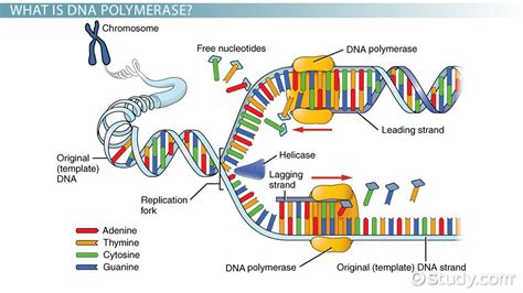 Enzymes of DNA replication - innocent tutor