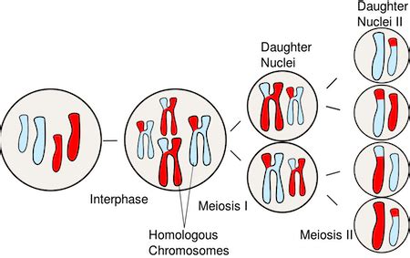 Synapsis in Meiosis & Mitosis | Definition, Occurrence & Process ...