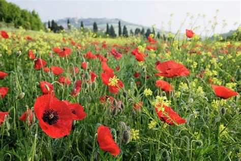 Field Of Poppies by Jeremy Woodhouse