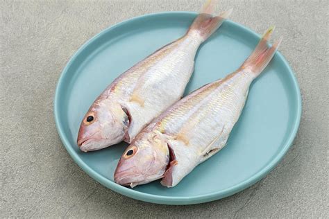 Is Croaker Fish Good to Eat? - Fishing Form