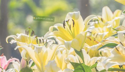 Yellow Lilies Flower Meaning - Order Lily Fresh Flower in Melbourne