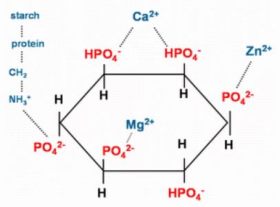 Phytase: A Boom in Food Industry | Sciencebeingjournal