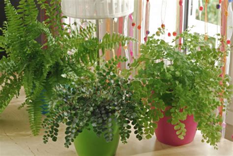 Maidenhair Fern Care - Indoor Plant Center