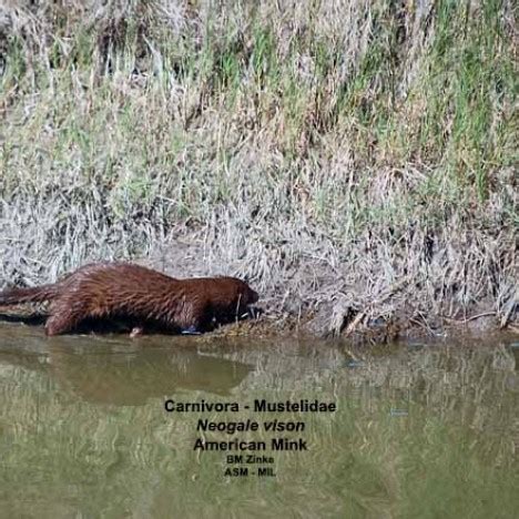 American Mink | American Society of Mammalogists