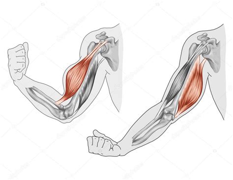 Biceps, Triceps - movement of the arm and hand muscles — Stock Photo © stihii #15759147