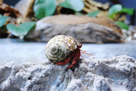 Choosing and Preparing Shells for Hermit Crabs