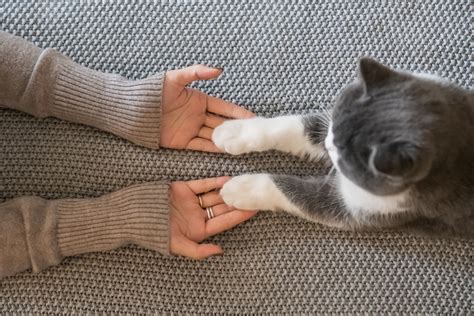 Pourquoi les chats n'aiment-ils généralement pas qu'on leur touche les pattes