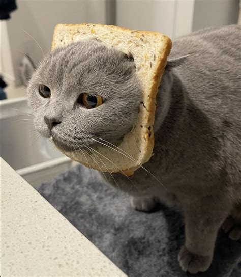 Cats In Bread