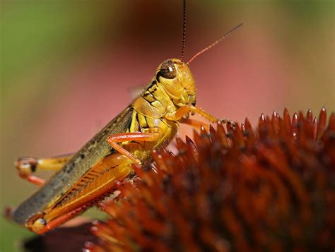 Red Legged Locust Photograph by Juergen Roth - Pixels