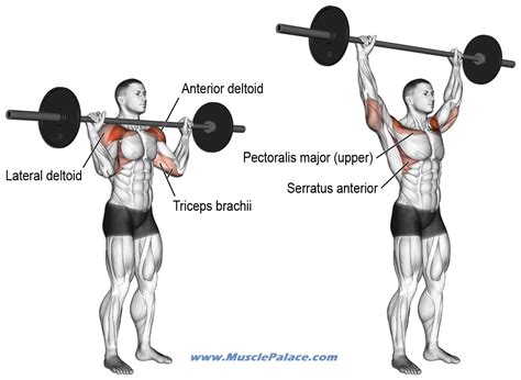 Muscle Palace: How To Get Bigger Shoulders - Tips and Shoulder Workout for Mass