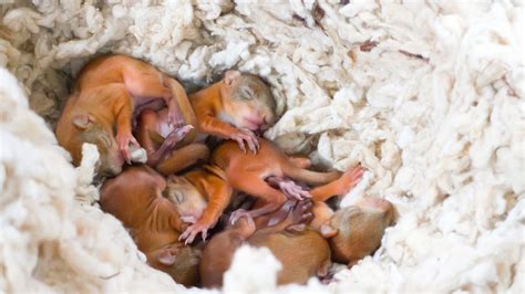 What Month are Baby Squirrels Born? – Squirrels Toronto