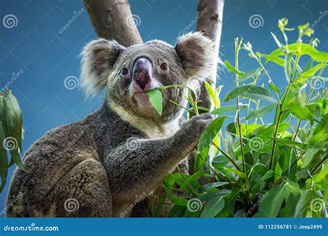 Koala is Eating Eucalyptus Leaves. Stock Image - Image of lemur ...