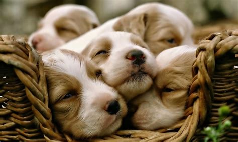 Puppy Photography 1080p Wallpapers | HD Wallpapers (High Definition ...