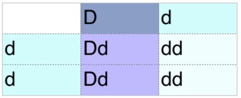 Inheritance - Genetic Diagrams (GCSE Biology) - Study Mind