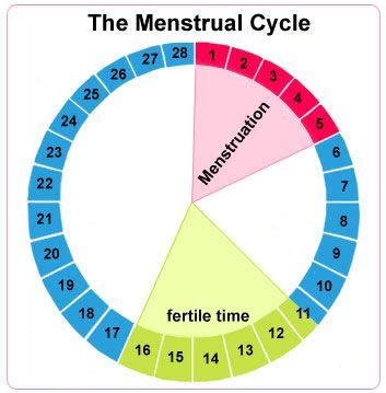 Pin on Ovulation and Pregnancy