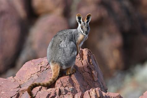 Wallabies | Animal Care