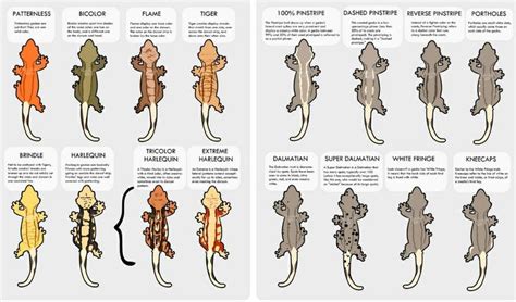 Crested Gecko Morph Types | Crested gecko morphs, Crested gecko, Gecko terrarium