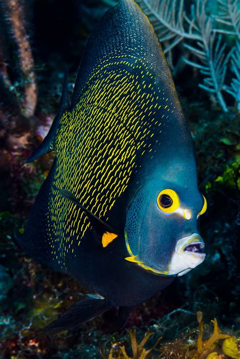 French Angelfish - Pomacanthus paru | (EN) French Angelfish … | Flickr