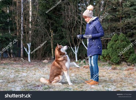 Girl Training Husky Dog Beautiful Young Stock Photo 1571622364 ...