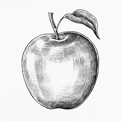 Apple ink drawing | Royalty free illustration - 1200292