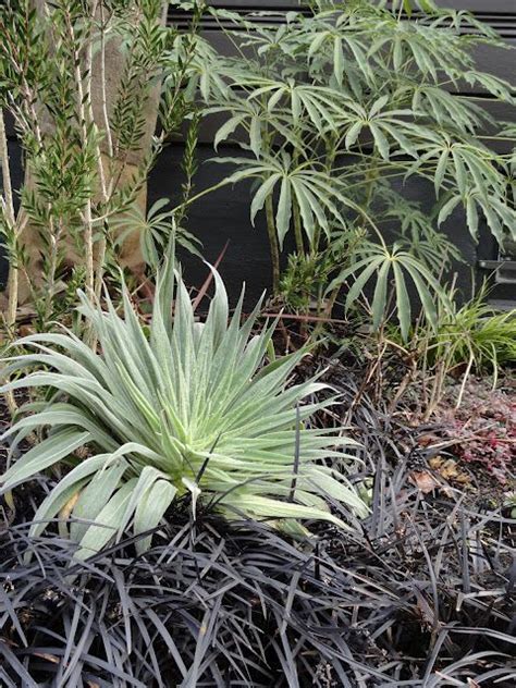 Nice companion planting for a drought tolerant garden -- Echium, black mondo grass clustered at ...