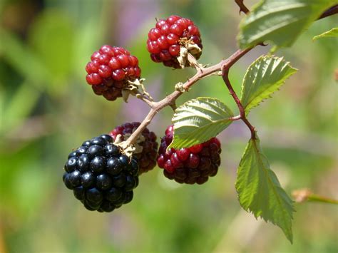 BLACKBERRY (Rubus Fruticosus) – Tasty Natives