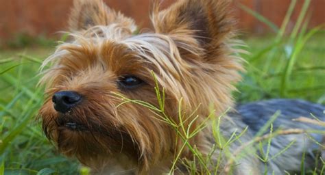 Yorkie Training 101 - Housebreaking - Yorkies & Cross-Breeds