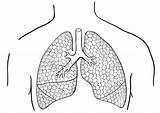 Lungs Coloring Page sketch template
