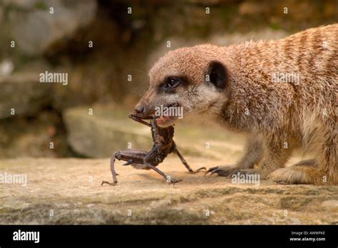 Slender tailed Meerkat (Suricata suricata) eating scorpion Stock Photo: 9520253 - Alamy