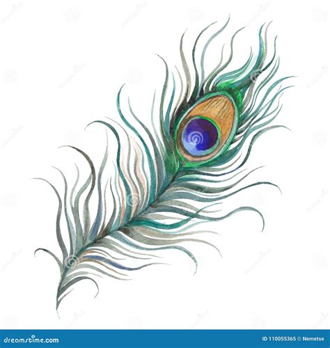 Peacock Feather Watercolor Vector Illustration | CartoonDealer.com #110055365