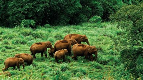 Gavi wild life forest in Kerala state near Thekkady