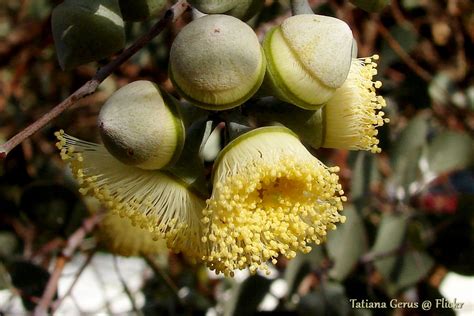 HAPPY AUSTRALIA DAY!!! | This lovely Australian native tree … | Flickr