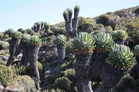 Kilimanjaro: Vegetation