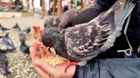 Woman Feeding Pigeon 15644926 Stock Video at Vecteezy