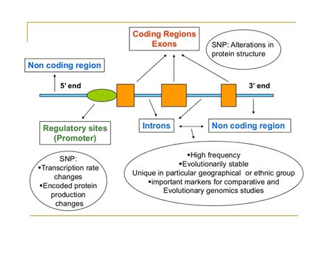 SNP Genotyping Technologies