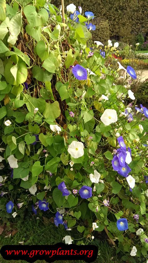 Ipomoea tricolor - How to grow & care