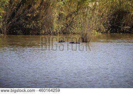 Couple African Image & Photo (Free Trial) | Bigstock