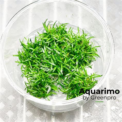 Cryptocoryne Parva Tissue Culture Freshwater Live Aquarium Plant Tank BEST Carpet - Etsy