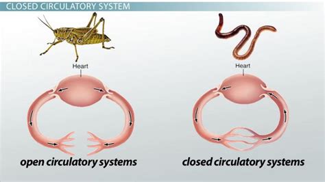 Closed Circulatory System: Definition & Advantage - Lesson | Study.com