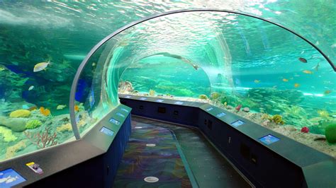 Ripley's Aquarium of Canada | Attractions in Harbourfront, Toronto