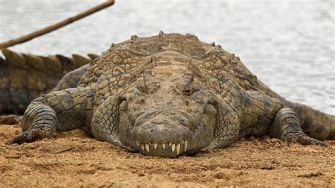 You Hear a Baby Crying, a Crocodile May Be Hearing Lunch - The New York Times