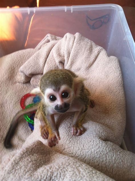 Baby Finger Monkeys For Sale In Nc | PeepsBurgh