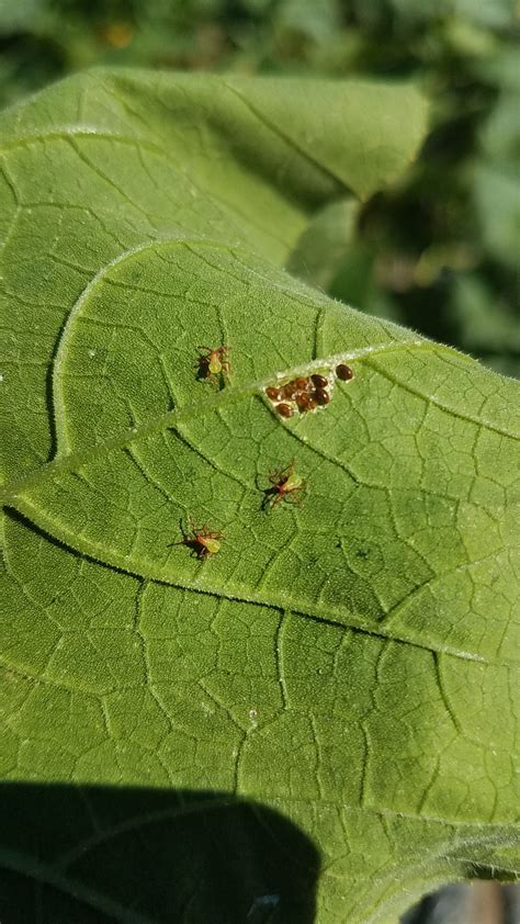 Squash Bugs – IPM Pest Advisories