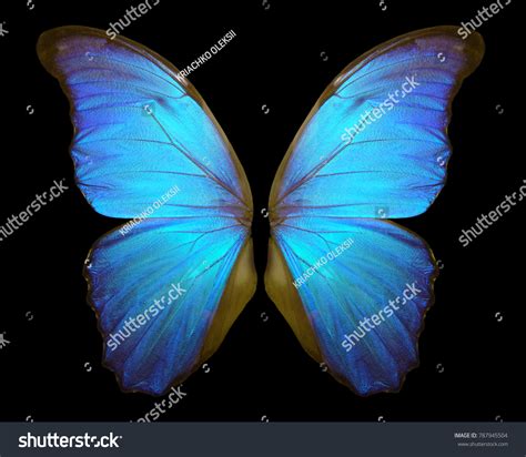 Wings Butterfly Morpho Morpho Butterfly Wings Stock Photo 787945504 ...