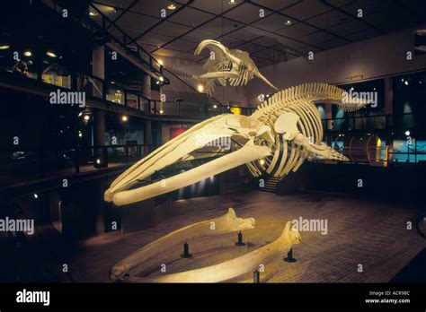 Southern right whale skeleton Natural History Museum Cape Town South ...