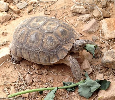 Desert tortoise. | Desert tortoise, Tortoise care, Tortoise food