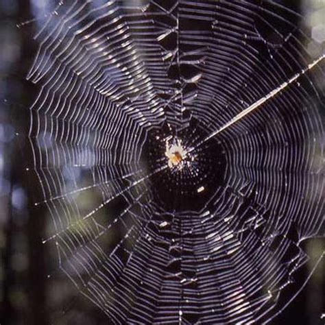 Myth: Orb or round spider webs are "normal" | Burke Museum